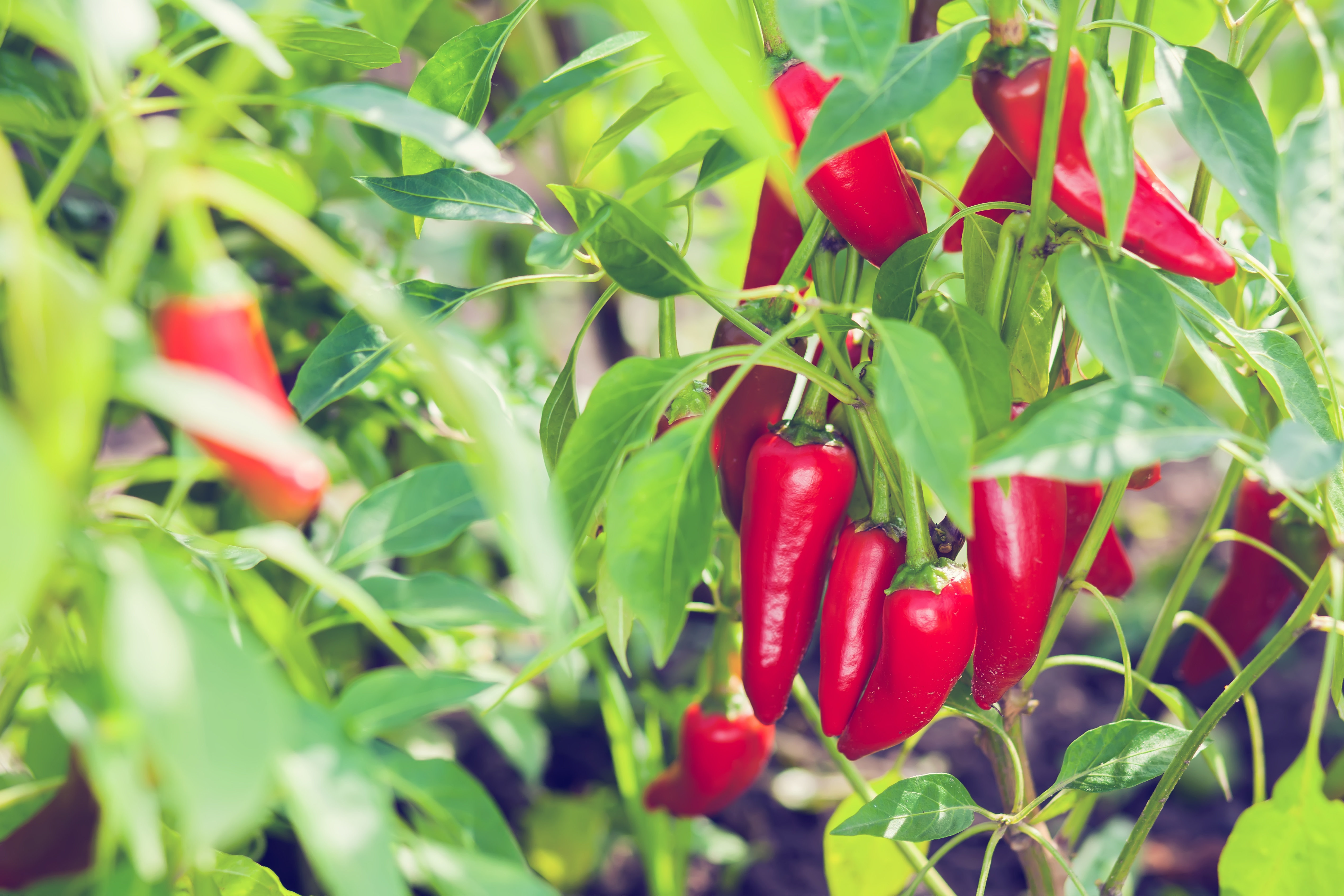 Chilli Pepper Padron (Appache)