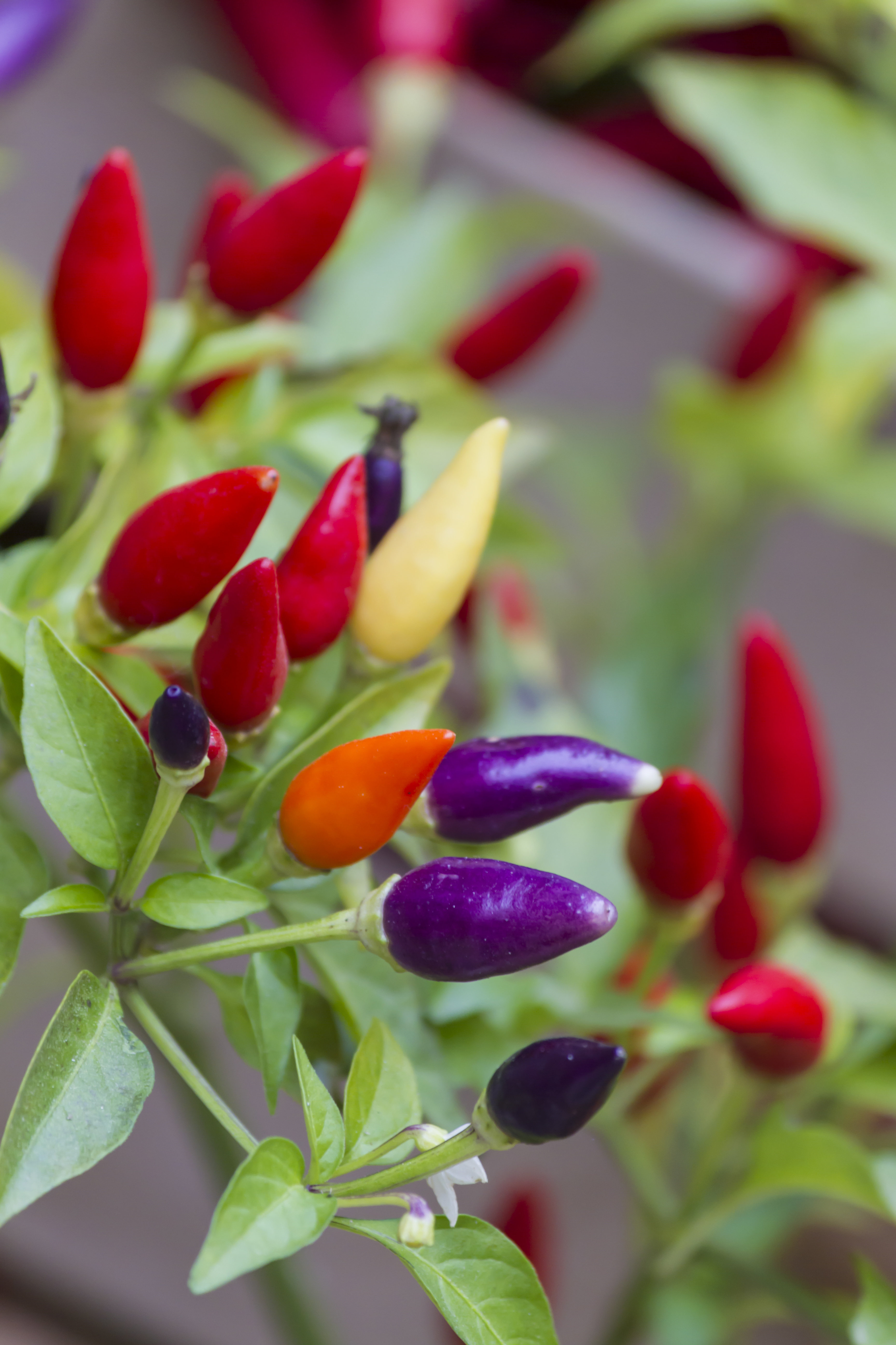 Chilli Pepper Fairylights