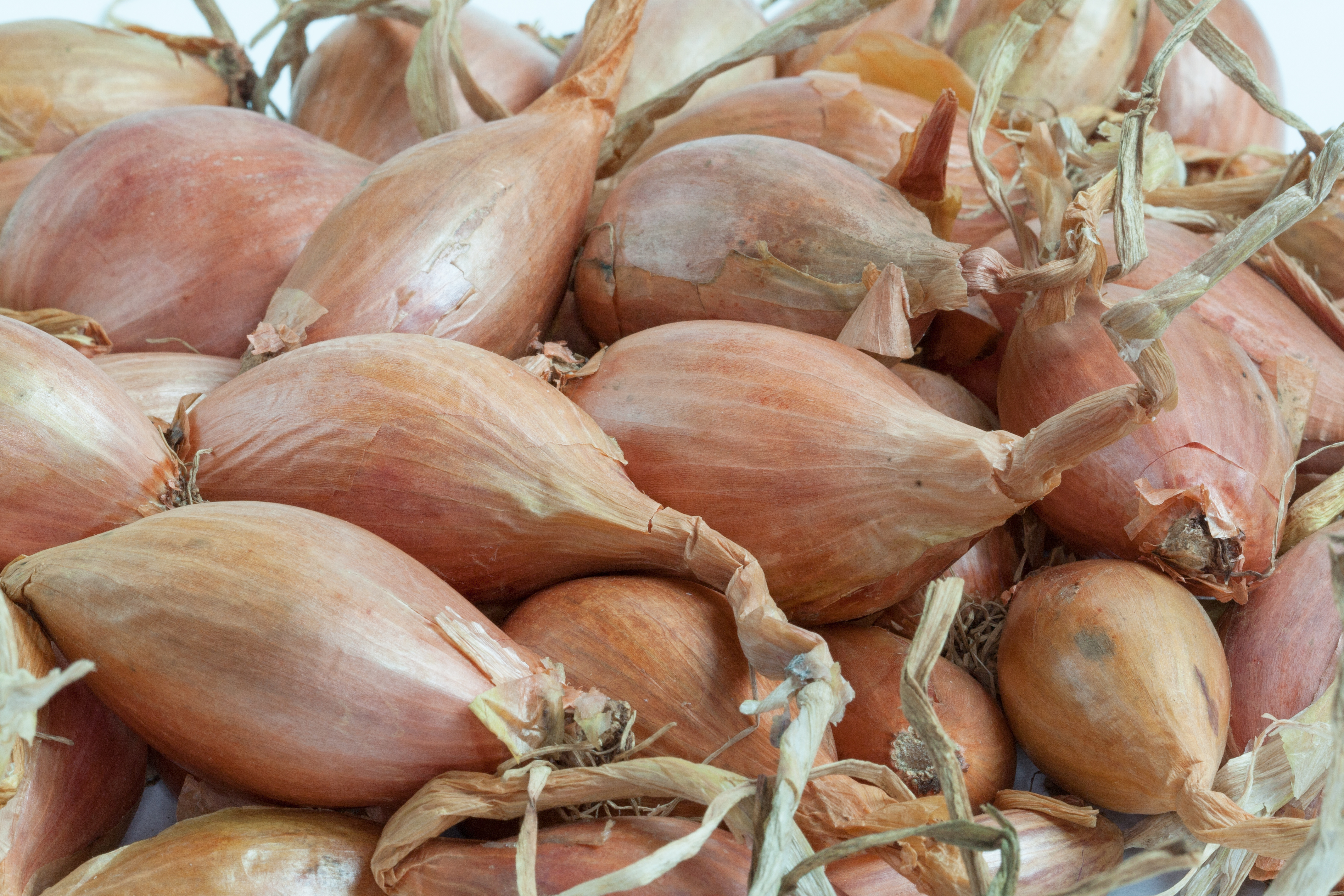 Shallot