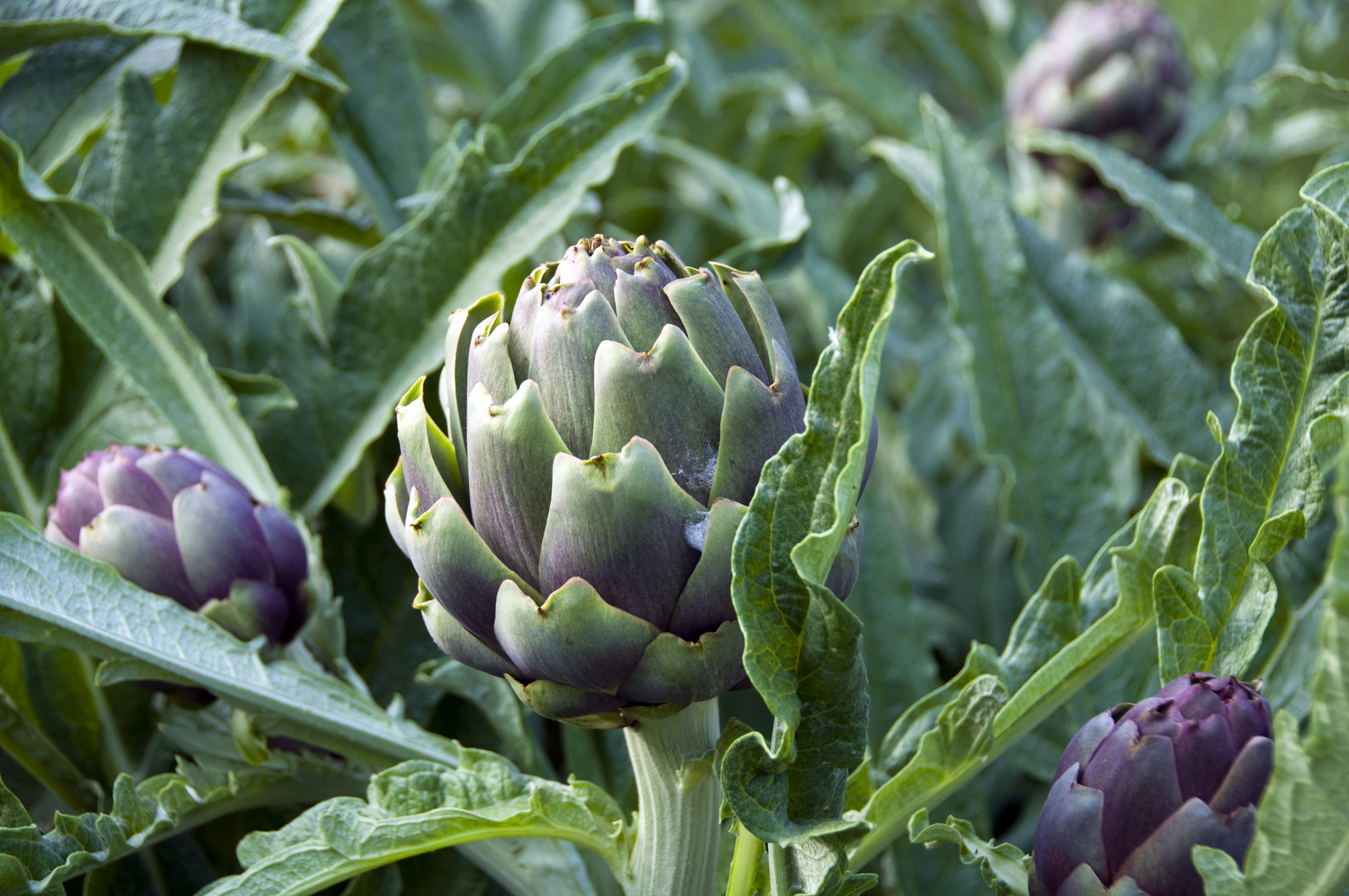 Artichoke