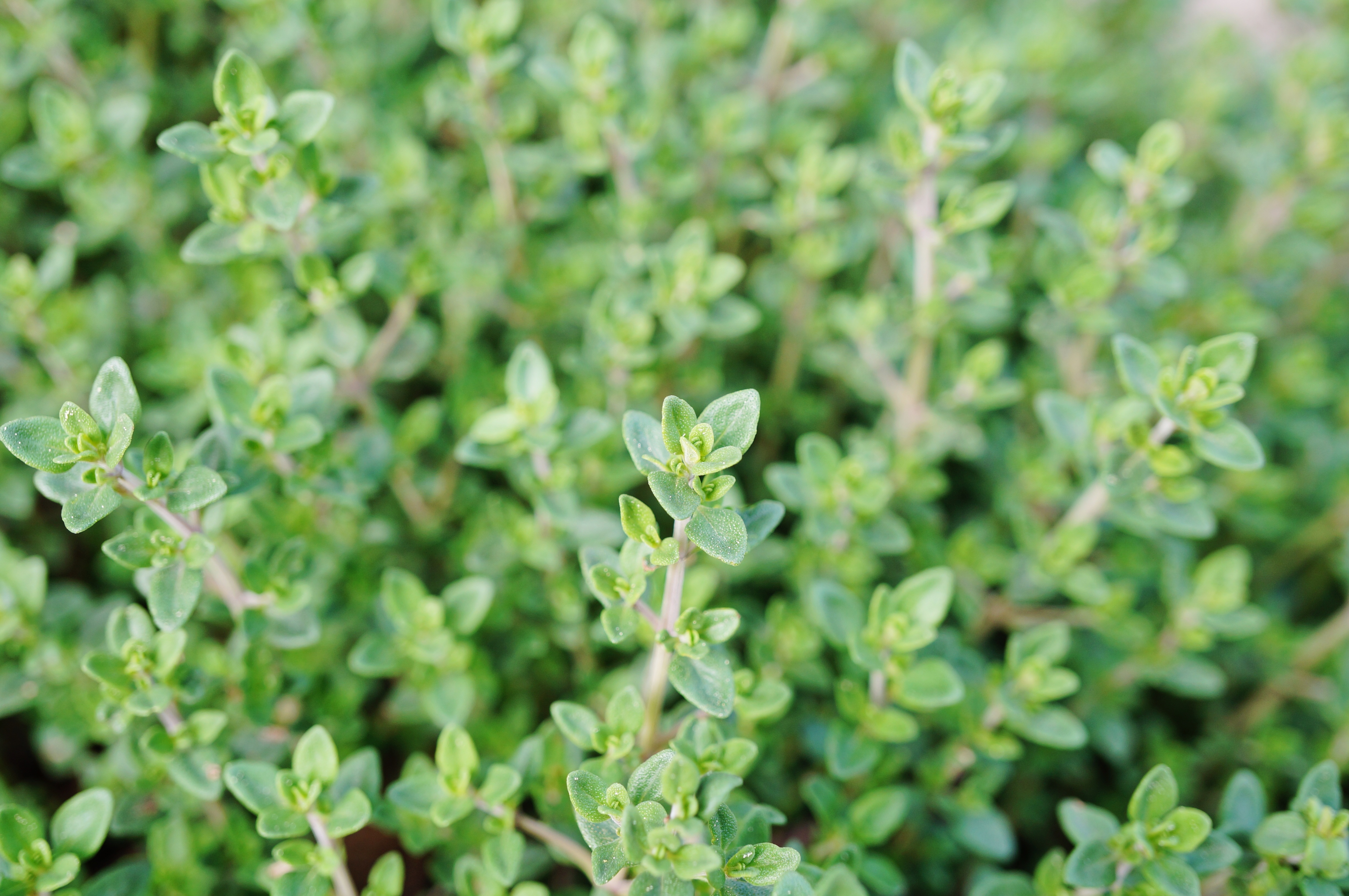 Thyme