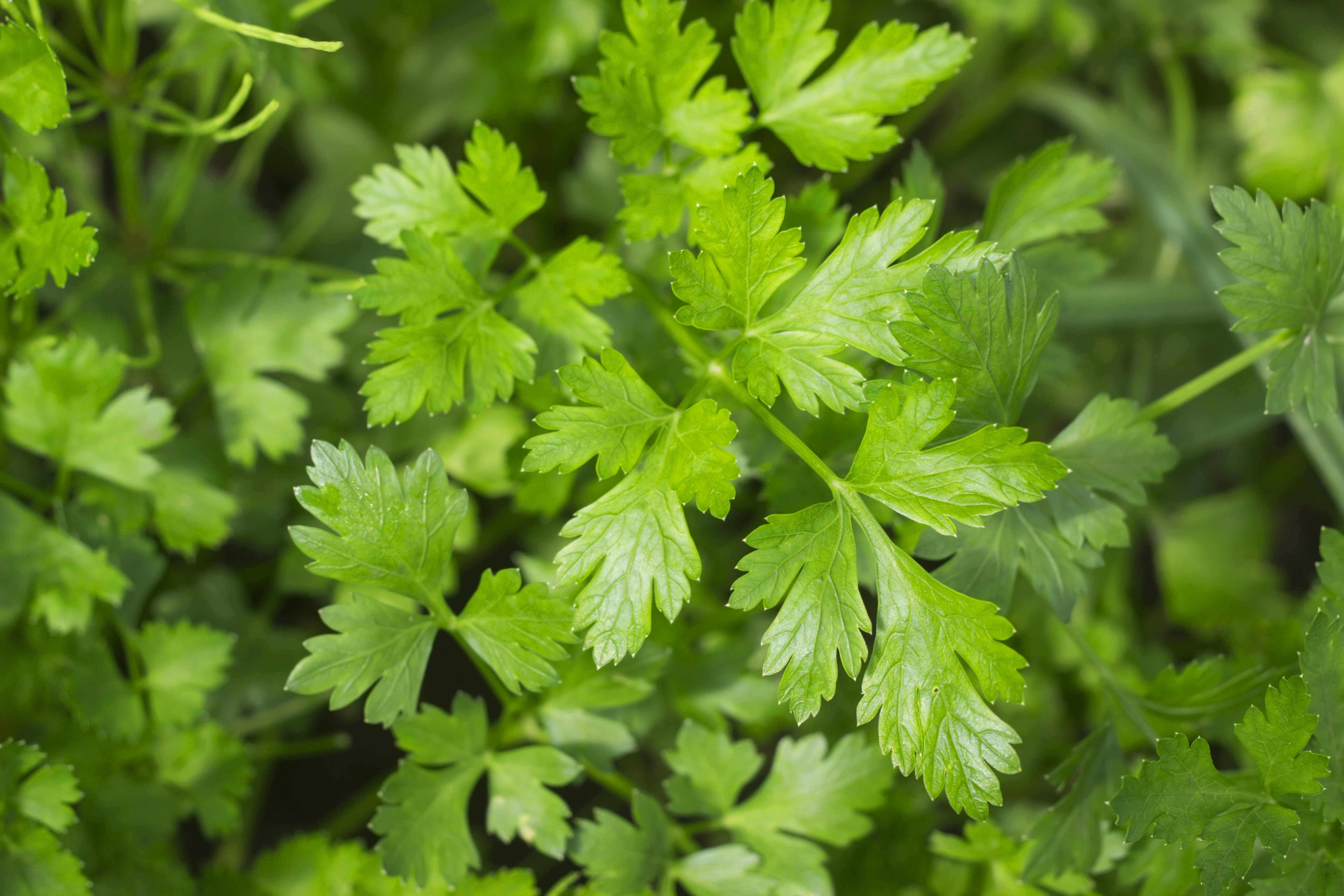 Parsley