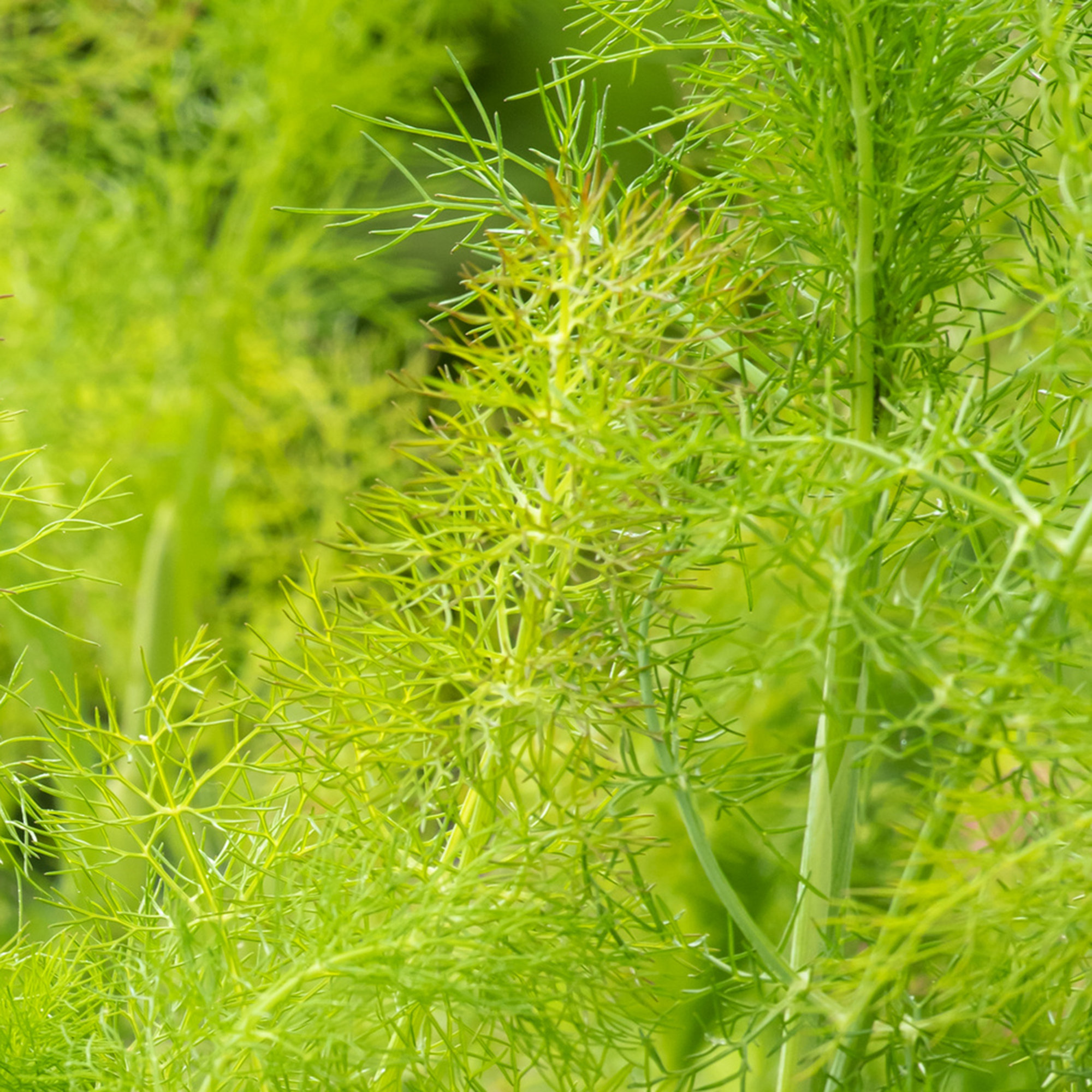 Fennel