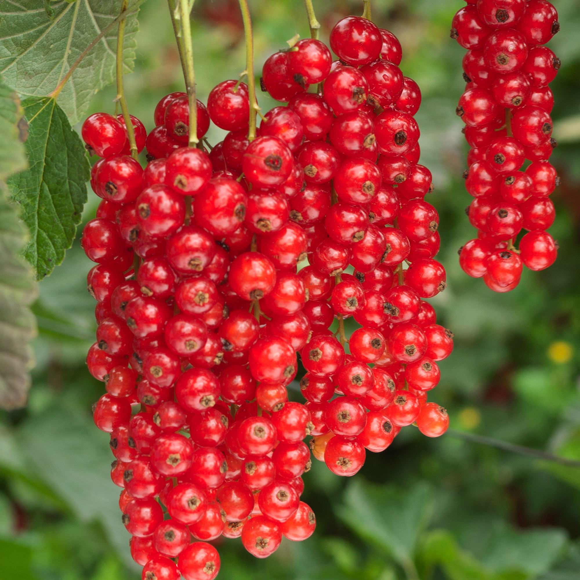 Redcurrant