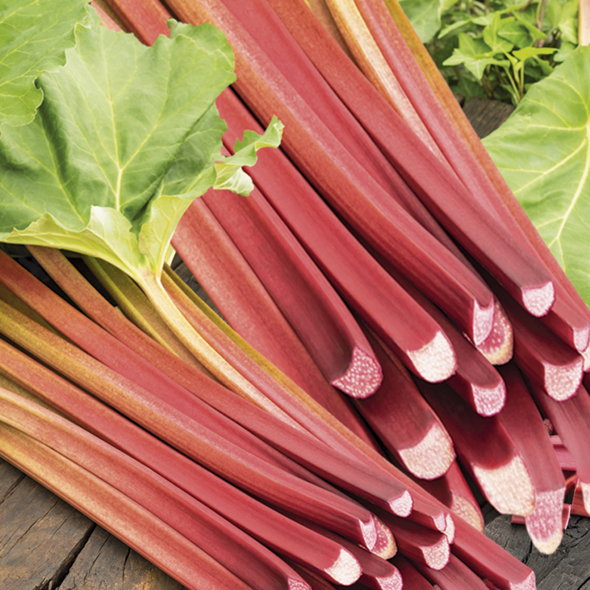 Rhubarb