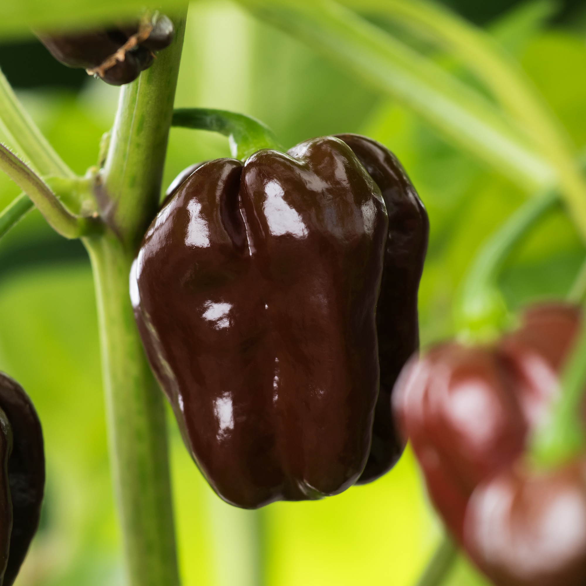 Chilli Pepper Chocolate 