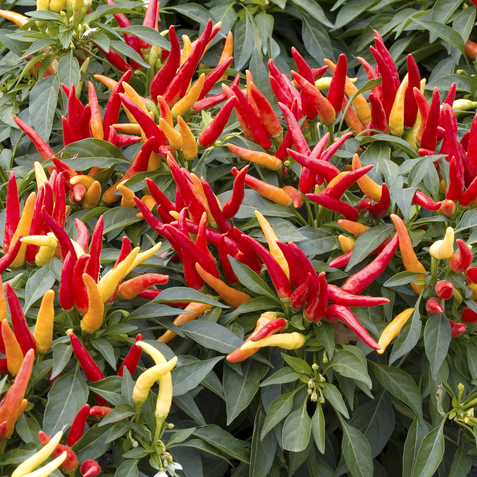 Chilli Pepper Quickfire