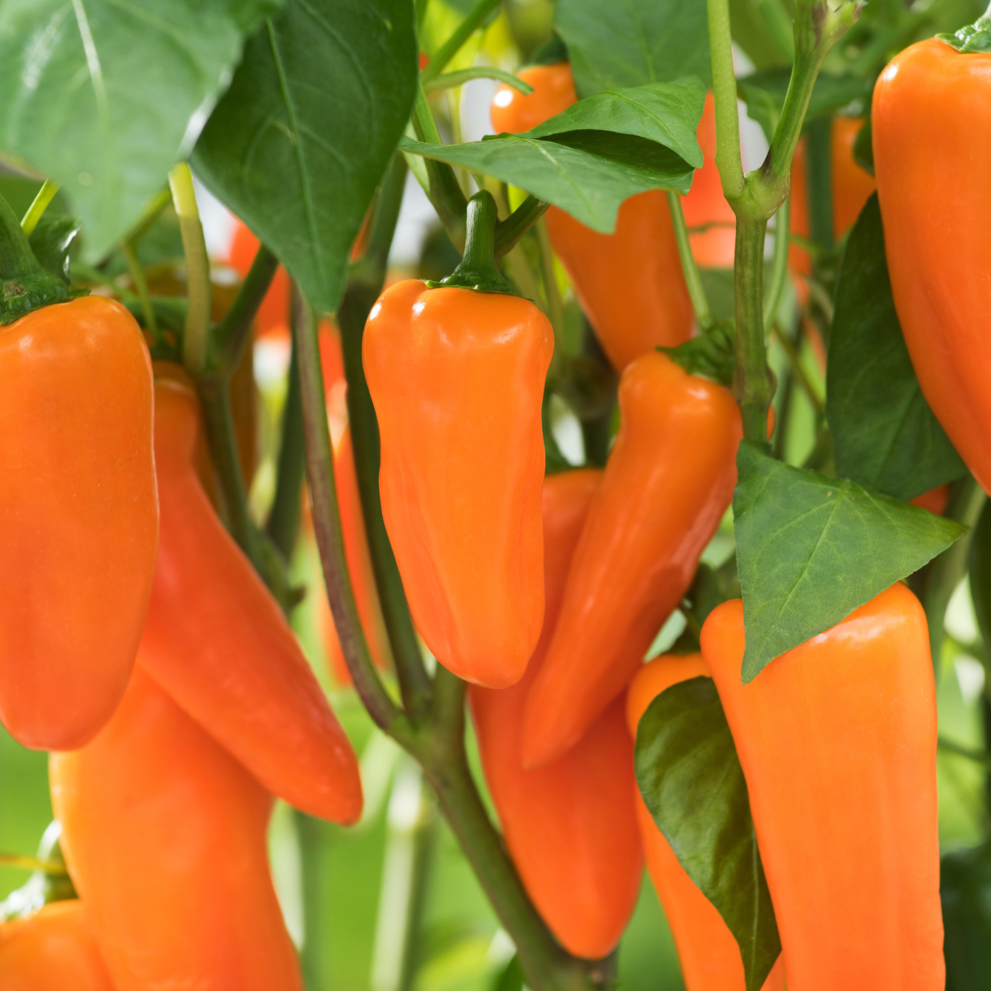 Chilli Hanging Basket Peppers from Heaven