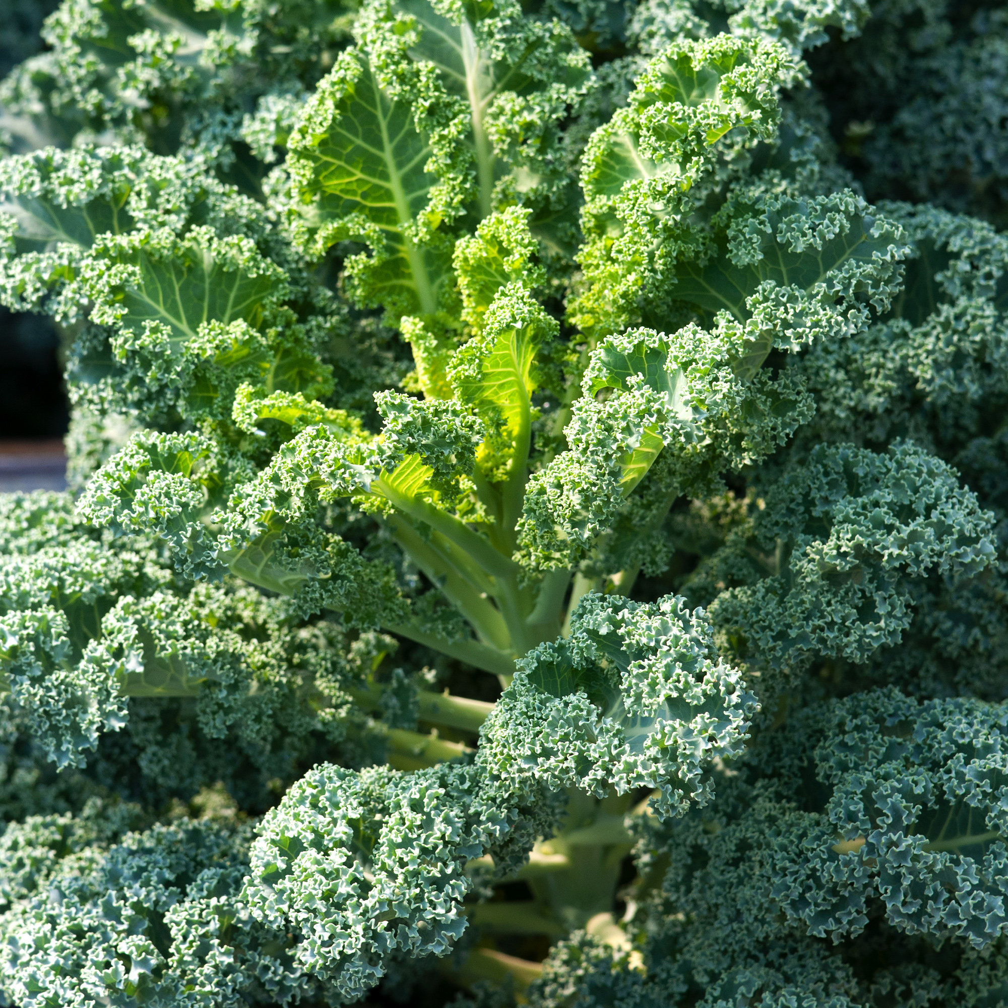 Kale