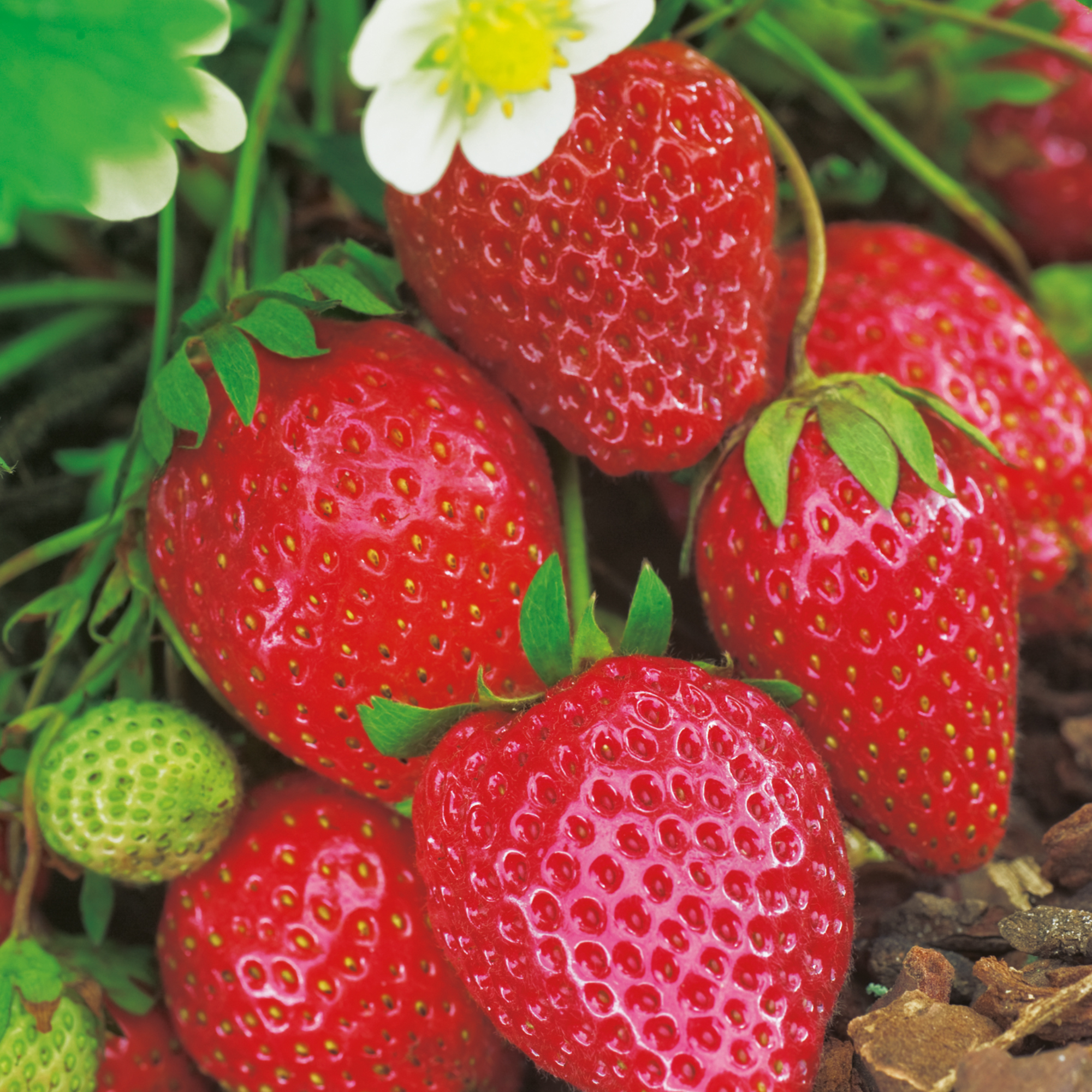 Strawberry Malling Supreme