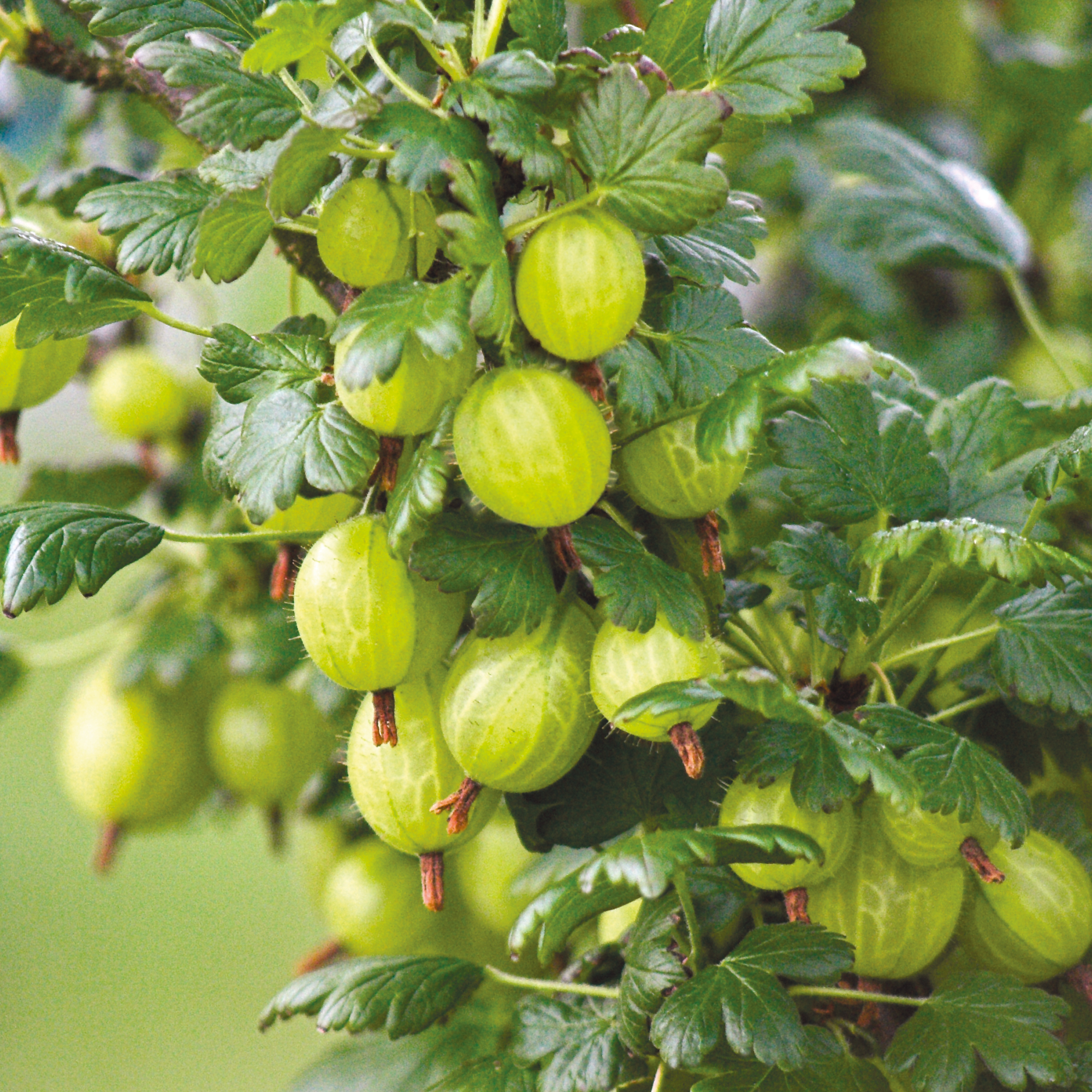 Gooseberry