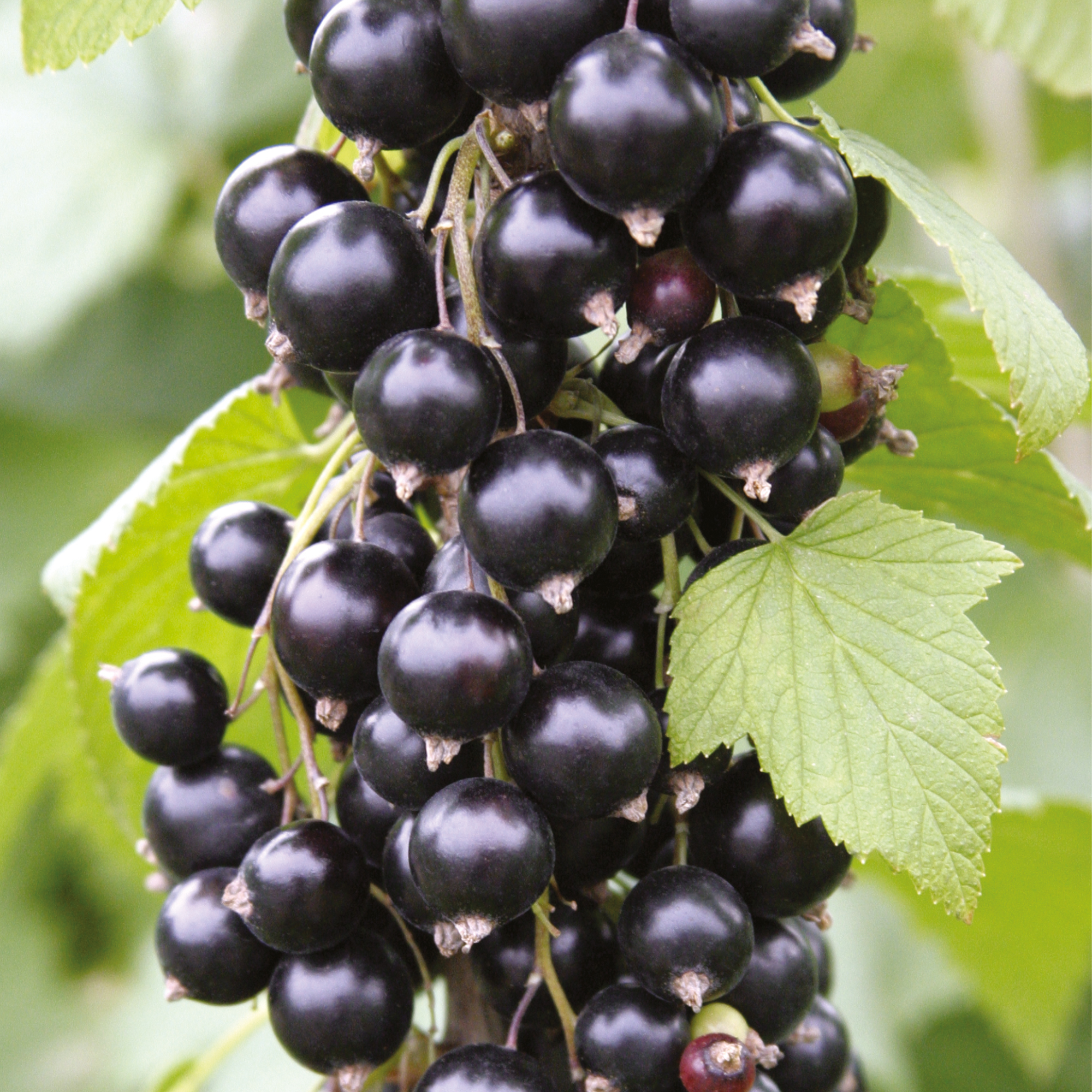 Blackcurrant